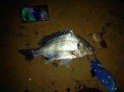 南芦屋浜シーバスのついでにチニング〜キビレのバイトが数回