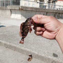 大蔵海岸胴付き仕掛け足元でボウズ逃れのガシラ狙い