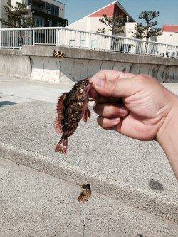 大蔵海岸胴付き仕掛け足元でボウズ逃れのガシラ狙い