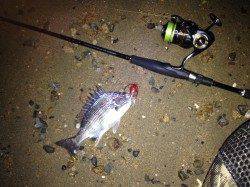 河口沿いのサーフエリアでウェーディング〜活性高くキビレ3枚