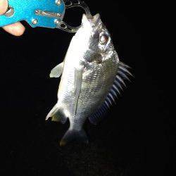 河口沿いのサーフエリアでウェーディング〜活性高くキビレ3枚