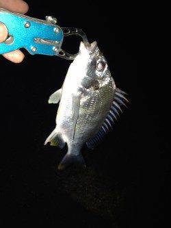 河口沿いのサーフエリアでウェーディング〜活性高くキビレ3枚