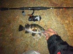 江井ヶ島にてフロートリグでメバリング