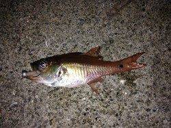 湯浅でメバリング〜強風の中岸壁際を丁寧に探るとメバル