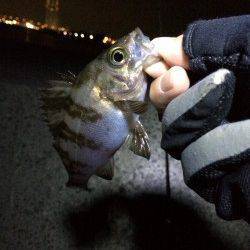 田尻漁港でのメバリング釣果