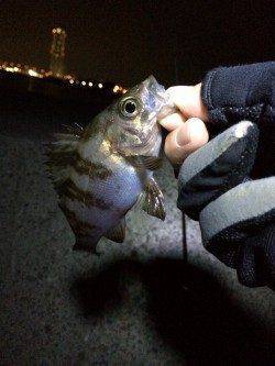 田尻漁港でのメバリング釣果