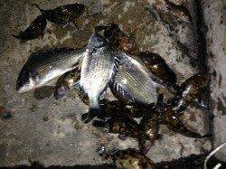 舞洲周辺のチニングでキビレ5匹、いい感じに成って来てます♪