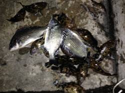 舞洲周辺のチニングでキビレ5匹、いい感じに…