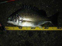 舞洲でのチニング〜50手前の良型マチヌ&40手前のキビレ！