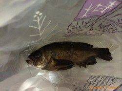 樽泉南サーフでのメバリングでメバル狙い