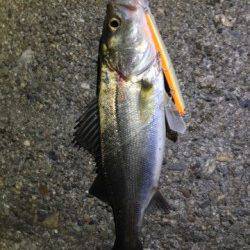 大阪南港のシャローエリアを偵察〜バチ、確認できず