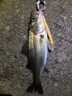 大阪南港のシャローエリアを偵察〜バチ、確認…