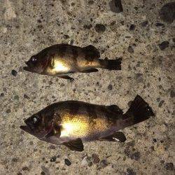 泉南サーフ〜食品コンビナートでのメバリング釣果