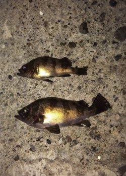 泉南サーフ〜食品コンビナートでのメバリング釣果