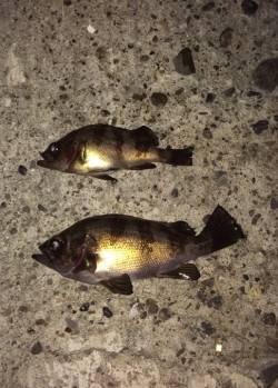 泉南サーフ〜食品コンビナートでのメバリング…