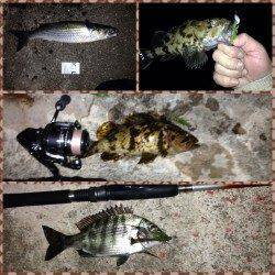 舞洲チニング五目♪　ガシラ・タケノコメバル・チヌ・キビレ・ボラ