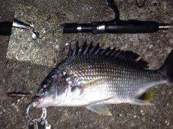 舞洲周辺のチニングでキビレ5匹、いい感じに成って来てます♪