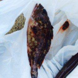 大阪南港　半夜で楽しむちょい投げフィッシング