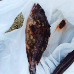 大阪南港　半夜で楽しむちょい投げフィッシング