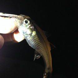 みなべ付近アジング調査〜豆アジ回遊してました♪