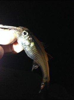 みなべ付近アジング調査〜豆アジ回遊してました♪