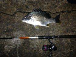 舞洲周辺キビレゲームが面白くなってきました