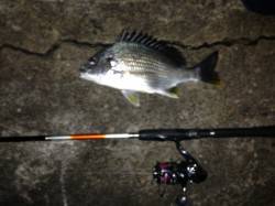 舞洲周辺キビレゲームが面白くなってきました…