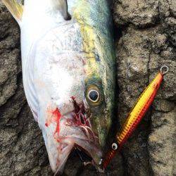 香住の地磯 ショアジギングでヒラマサ！