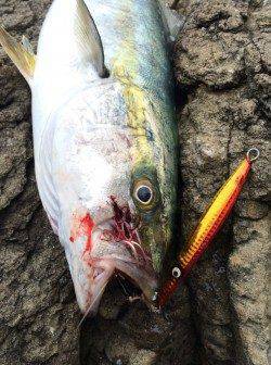 香住の地磯 ショアジギングでヒラマサ！