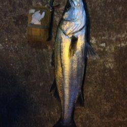 大阪南港　夕マズメのタイミングでシーバスがヒット