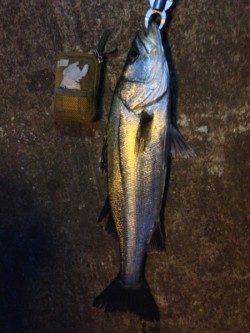 大阪南港　夕マズメのタイミングでシーバスがヒット