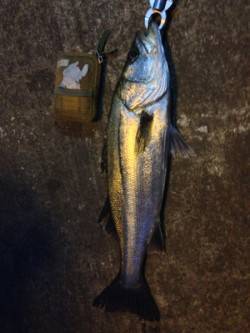 大阪南港　夕マズメのタイミングでシーバスが…