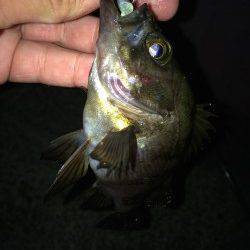 ポーアイ北公園でメバル入れ食い、とても楽しめた夜でした