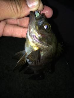 ポーアイ北公園でメバル入れ食い、とても楽し…