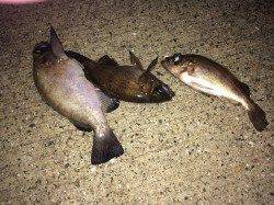 ポーアイ北公園でメバル入れ食い、とても楽しめた夜でした