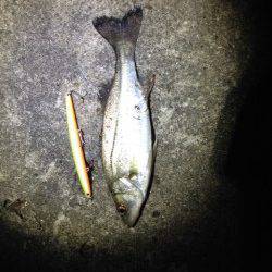 大阪南港のシャローエリアを偵察〜バチ、確認できず