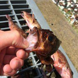 佐野漁港　穴釣りでガシラ狙いの釣行