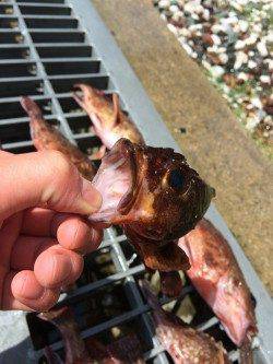 佐野漁港　穴釣りでガシラ狙いの釣行