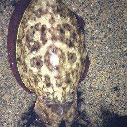 阿納～犬熊　キロUPコウイカ狙いのエギング釣行