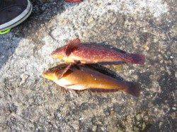 垂水一文字 本命真鯛は釣れず探り釣りでアイナメ・ガシラ・ベラ