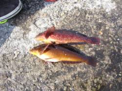 垂水一文字 本命真鯛は釣れず探り釣りでアイ…