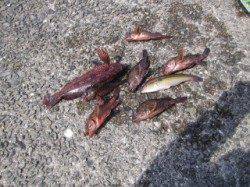 垂水一文字 本命真鯛は釣れず探り釣りでアイナメ・ガシラ・ベラ