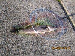 西宮ケーソンにてエビ撒き、ハネ42cmと57cmをキャッチ