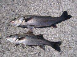 西宮ケーソンにてエビ撒き、ハネ42cmと57cmをキャッチ