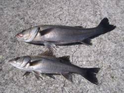 西宮ケーソンにてエビ撒き、ハネ42cmと5…