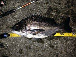 舞洲でのチニング〜50手前の良型マチヌ&40手前のキビレ！