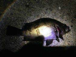 湯浅でメバリング〜強風の中岸壁際を丁寧に探るとメバル