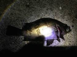 湯浅でメバリング〜強風の中岸壁際を丁寧に探…