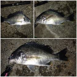 舞洲チニング釣果〜ジグヘッドを軽くするとキビレのアタリが☆