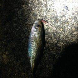 みなべ付近アジング調査〜豆アジ回遊してました♪